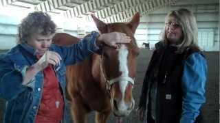 Reiki; energy healing for horses with Reach Out to Horses' Anna Twinney