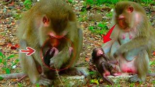 Tries_Milk, Mother is tired care Baby, Looks Tiny baby monkey tries cling for breastfeed more