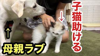 子猫を助ける母親ラブラドールに心打たれました