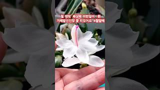 #김용빈 #흰가제발선인장꽃  세상에이런일이 구석에두었어요 분명 겨울에 꽃봤어요