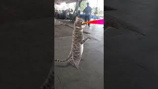 Billi bole meow meow cute cat danceshort video#automobile #song #funny #comedycartoon #30onTrending