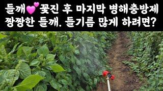 들깨  꽃진 후 마지막 병해충 방제 짱짱한 들깨수확, 들기름 많게 하려면?