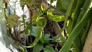 October Tour Of Our Allotment's & Growing Spaces After A Month's Worth Of Rain