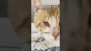편의점에 사는 뻔뻔한 고양이 [두 번째 이야기]