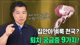 집안에 벼룩이 퍼져 버렸다면? 가장 궁금한 질문 9가지를 최고 전문가가 답해드립니다!