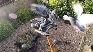 When Your Bird Table Isn't Big Enough  - September 2024