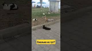 Сколько кошек в Турции?