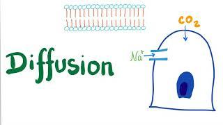 Diffusion (Simple and Facilitated)