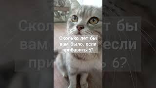 Сколько?#Маруся  #shorts #кошечка #милашка