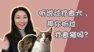 听过疗愈犬，那你听过疗愈猫吗？｜小众知识【RVT大竹子】