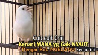 kenari gacor panjang Cuit Cuit EMOSI, Pancingan Kenari Paud Belajar Bunyi, terapi AMPUH Kenari MACET