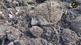 Igel gleich nach dem Erwachen aus dem Winterschlaf