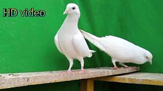 Top quality old breed •|• low flyer pigeon •|•[faisalabad pigeon]