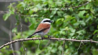 Die Vogelfamilie der Würger