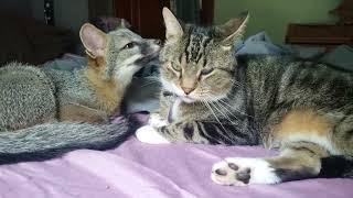 Kitty grooming baby grey fox