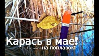 Как и где ловить карася в мае с берега на поплавочную удочку? Майский жор карася!