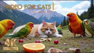 Cat TV for Cats: Relaxing Wildlife Show with Birds and Squirrels