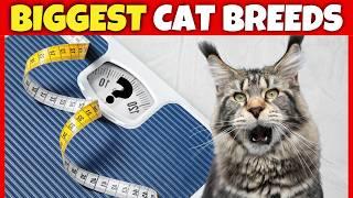 Top 10 BIGGEST Domestic Cat Breeds