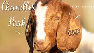 Australian Family Boer Goat Stud Farm