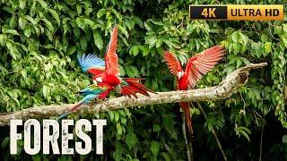 VAI TRÒ CỦA RỪNG VỚI CON NGƯỜI 4K