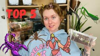 Top 5 Invertebrates for Beginners!! (Spiders, mantis, tarantulas, and scorpions!)