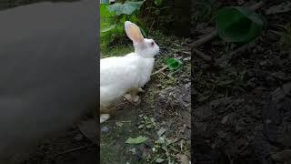 Cute rabbit Short video like and subscribe#viral#trending#popular#rabbit#short