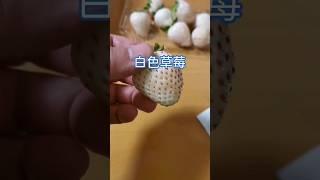 半退休的新加坡日常30周年大阪遊和看環球片場房子