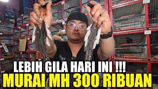 VIRAL !!! RATUSAN MURAI MH NON GEMBUNG DIJUAL UGAL - UGALAN DIKIOS ALHAMDULILLAH HARI INI