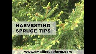 FORAGING: Harvesting Spruce Tips