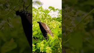 Beautiful butterfly and flower#nature