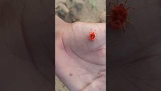 सावन की डोकरी || FARMING LIFE STYLE VLOG || DESI VILLAGE FARMING #farmhouse #farming