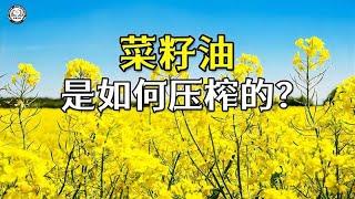 菜籽油是如何压榨的？1分钟带你了解，菜籽油压榨制作全过程