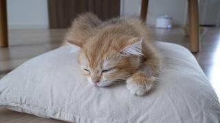 For Poco the kitten, there is no greater bliss than sleeping on a cushion.