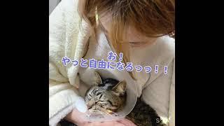 ツンデレ君が去勢したよ #猫動画 #去勢猫 #去勢後 #甘えん坊