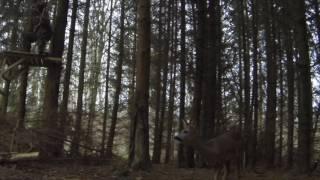 Traditional bowhunting close range. Rare exit side killshot footage