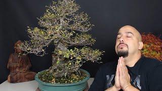 Stunning Elm & Maple BONSAI Ready for Styling! - New Bonsai Projects