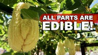 How To Grow Prolific Perennial Chayote