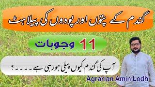 Leaf Yellowing In Wheat Crop And Solution || گندم کے پتوں کی پیلاہٹ || Agrarian Amin Lodhi