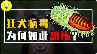 致死率將近100%的狂犬病毒，到底有多可怕？病毒是如何入侵身體的