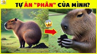 13 Sự Thật Hết Hồn Về Capybara | Nhanh Trí