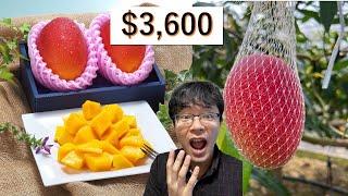 Why So Expensive? | Cheap vs Expensive Mangos | All About the Japanese Miyazaki Mango