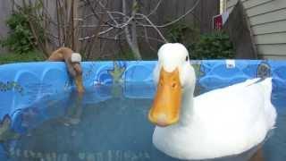 Funny Ducks Quacking it Up!