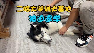 二哈從訓犬學校退學，原因讓人目瞪口呆，訓犬師崩潰直呼搞不定它【马桶的逗比狗生】