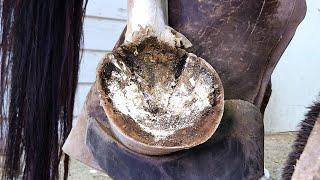 This Horse Has Really Nice Hooves!!! Trimming and Shoeing Hind Hooves On Breakaway Roping Horse ASMR