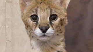 Serval Shakira Loves to Play with Owner : Sogga