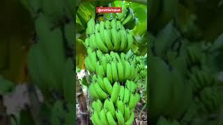 Banana  farming || Banana and onions farming || intercroping #shorts