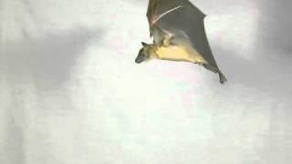 Bats in Slow Motion 1