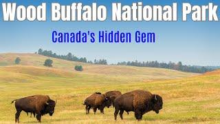 Wood Buffalo National Park: Canada's Hidden Gem