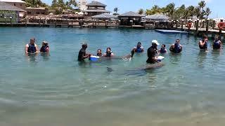 Swimming with dolphins in the Dominican Republic!