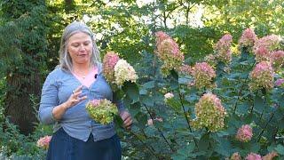 Comparing Proven Winners® Lime Hydrangeas - Fall Color Update